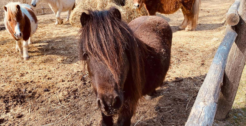 Cavallo e pony per lezioni di equitazione a Pistoia