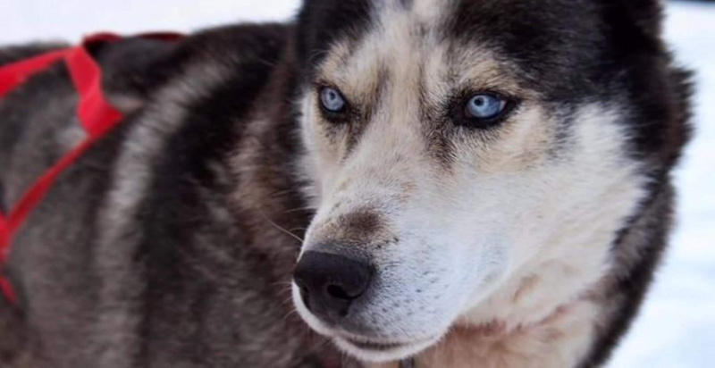 Escursione Sleddog con Alaskan Husky in Trentino