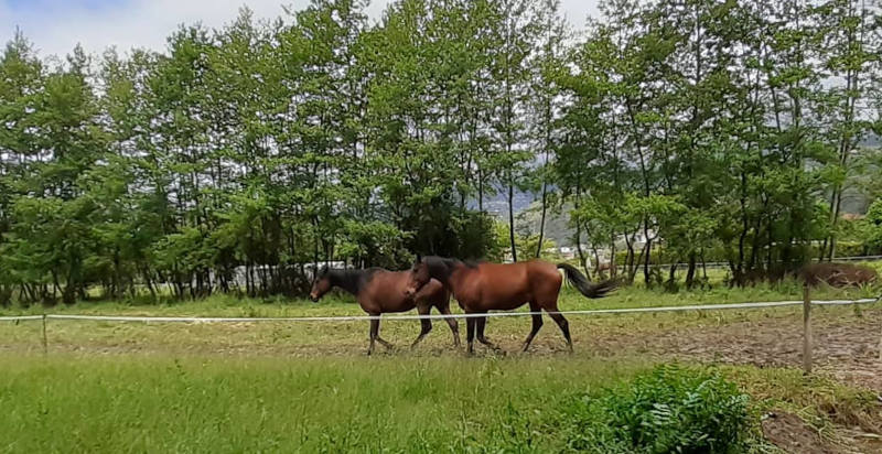 Azienda agricola a Montignoso con boschetto e cavalli per passeggiate sicure