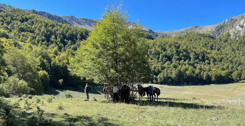 Cavalli al Centro Equestre vicino a Benevento