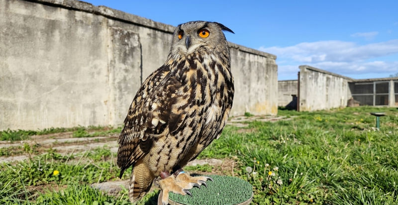 Rapace a Sulbiate