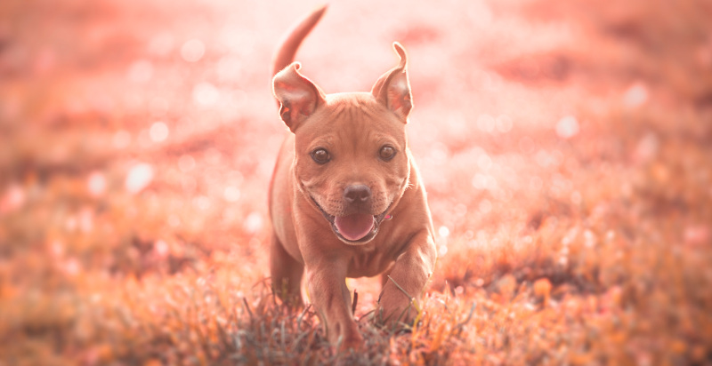 cucciolo