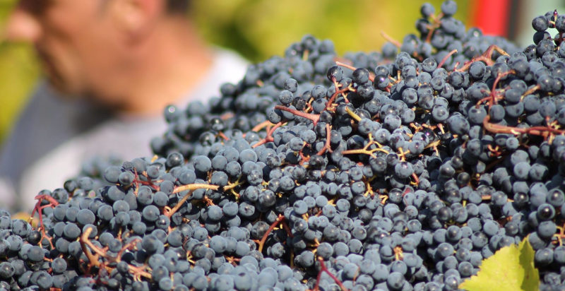 Percorso guidato degustazione vini Emilia Romagna