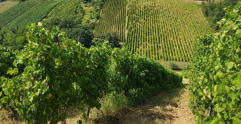 Visita guidata in una cantina storica con degustazione di vini DOCG