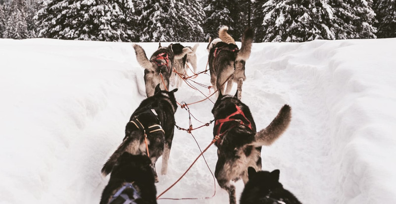 Avventura Sleddog Andalo-Molveno Trentino
