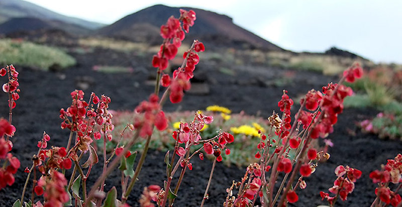 Flora e fauna uniche dell'Etna durante un'escursione