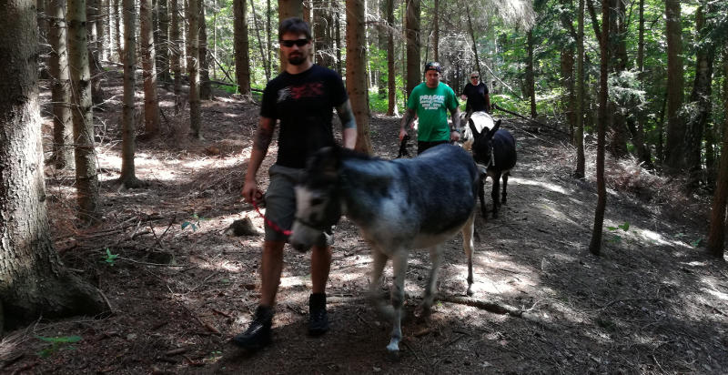 Trekking con asini nella natura austriaca