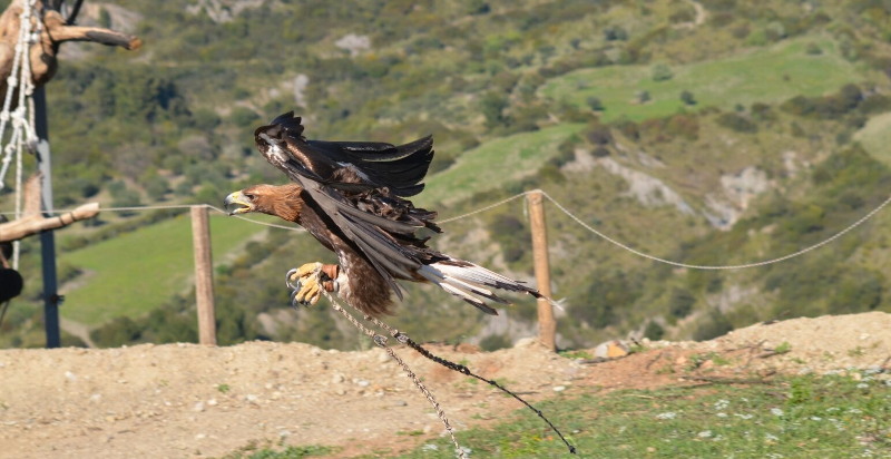 Rapaci in volo durante l'esperienza di falconeria in Calabria