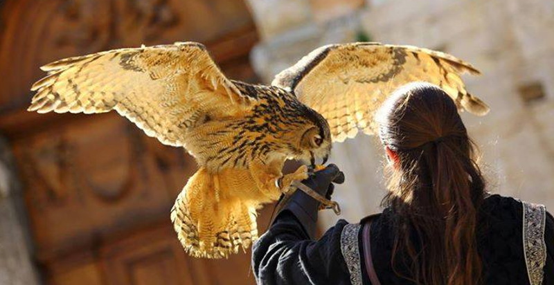 Falconeria Emilia Romagna