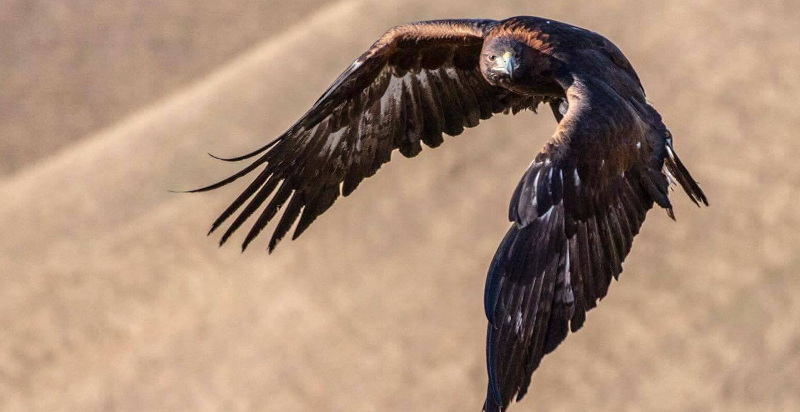 Falconeria Forlì