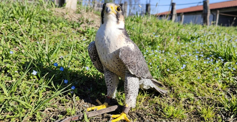 Dimostrazione di volo dei rapaci durante falconeria a Sulbiate