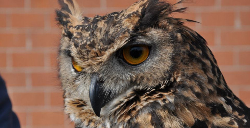 corso di falconeria