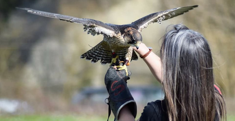 Falconiere Predappio