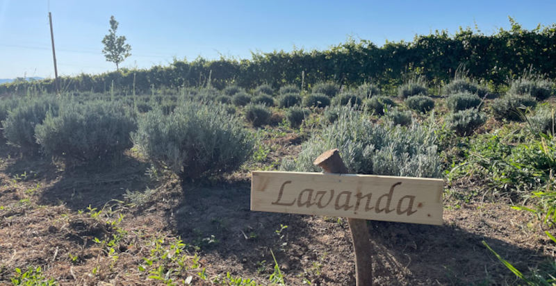 Fattoria Agata coltivazione lavanda olio essenziale per massaggi