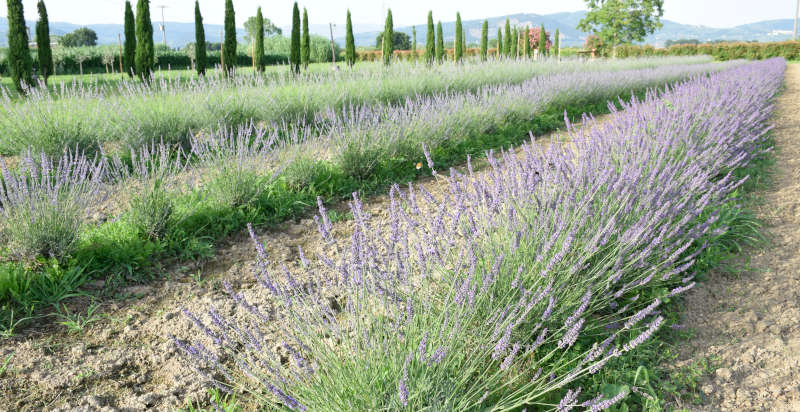 Trattamento di massaggio con olio aromatico alla lavanda Fattoria Agata a Ponte Buggianese