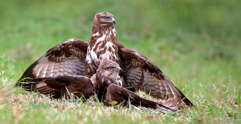 Maestoso rapace in primo piano durante l'esperienza di falconeria