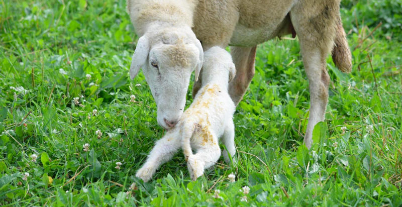 Pecore che pascolano nei verdi prati di montagna in Piemonte