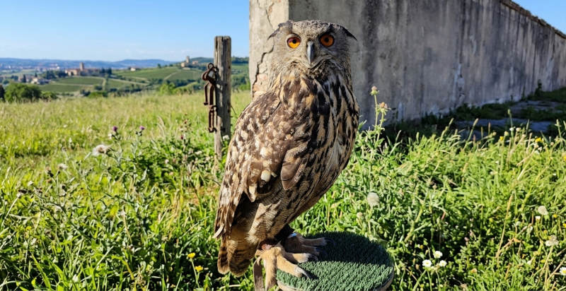 Gufo da vicino durante esperienza di falconeria a Sulbiate