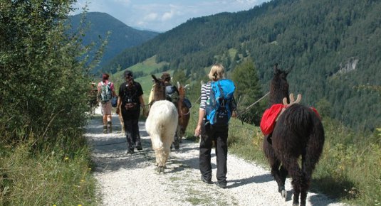 Escursione con lama e alpaca nelle Dolomiti dell'Alto Adige