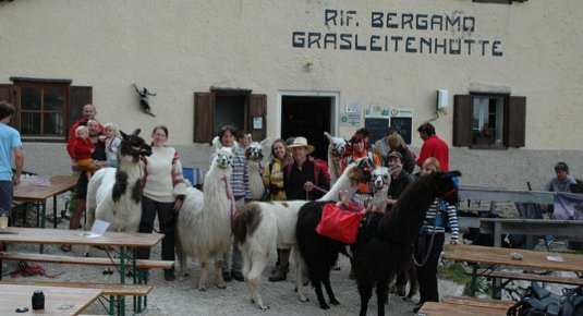 Avventura con i lama: trekking rilassante nelle Dolomiti