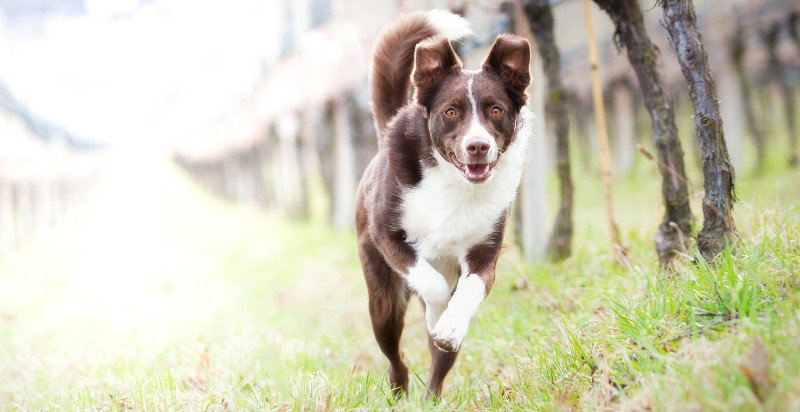 Cane felice