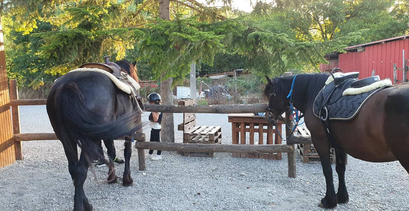 Maneggio in provincia di Parma con cavalli bardigiani per lezioni di equitazione