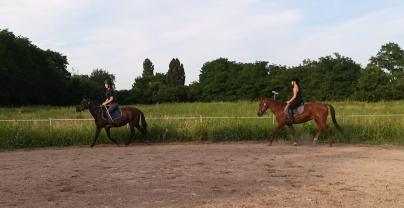 Lezione privata di monta a cavallo a Bosaro