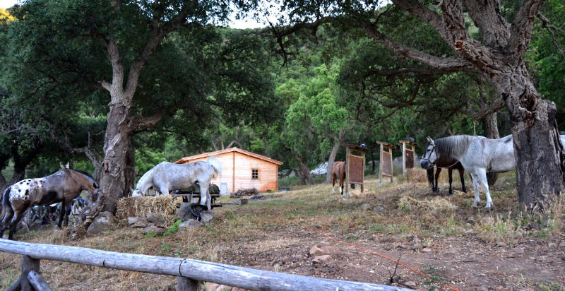 madonie-cavallo-escursioni