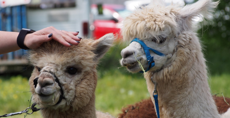 Passeggiata con alpaca in provincia di Vicenza