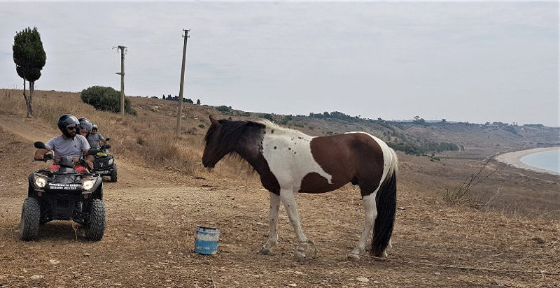 Cavalli al pascolo lungo il percorso delle escursioni in quad ad Agrigento