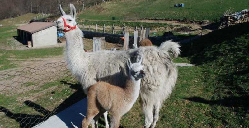 Regalare una passeggiata con i lama a Blessagno