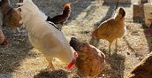 Galline e gallo nella fattoria a San Marcello Piteglio