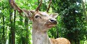 Fauna nei boschi verdeggianti esplorati in fuoristrada in Puglia
