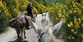 Passeggiata rilassante con asini nel verde di Tione degli Abruzzi