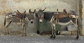 Due asini durante un'escursione in Abruzzo