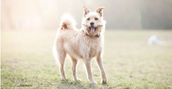 Servizio Fotografico cane