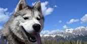 cani-passeggiata-belluno