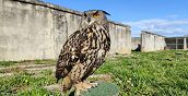 Rapace a Sulbiate