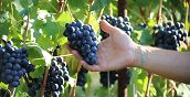 Tour vigna cantina vini Modena