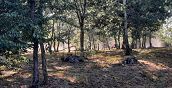 Panorama dei boschi durante un'escursione in quad alle porte di Novara