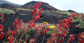 Flora e fauna uniche dell'Etna durante un'escursione