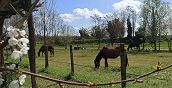 Zona Rovigo