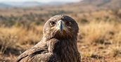 Falco addestrato durante attività di falconeria con guida esperta