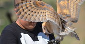 Interazione tra falconiere e barbagiani nel Parco Nazionale del Pollino
