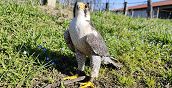 Dimostrazione di volo dei rapaci durante falconeria a Sulbiate