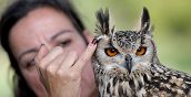 Esperta di falconeria mostra un falco a Vicenza