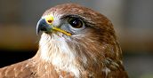 Osservazione ravvicinata di un rapace nel parco della Villa di Montruglio
