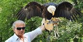 falconeria