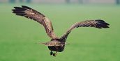 Ambiente naturale della falconeria nel parco a Vicenza