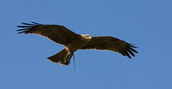 Falconiere Emilia ROmagna